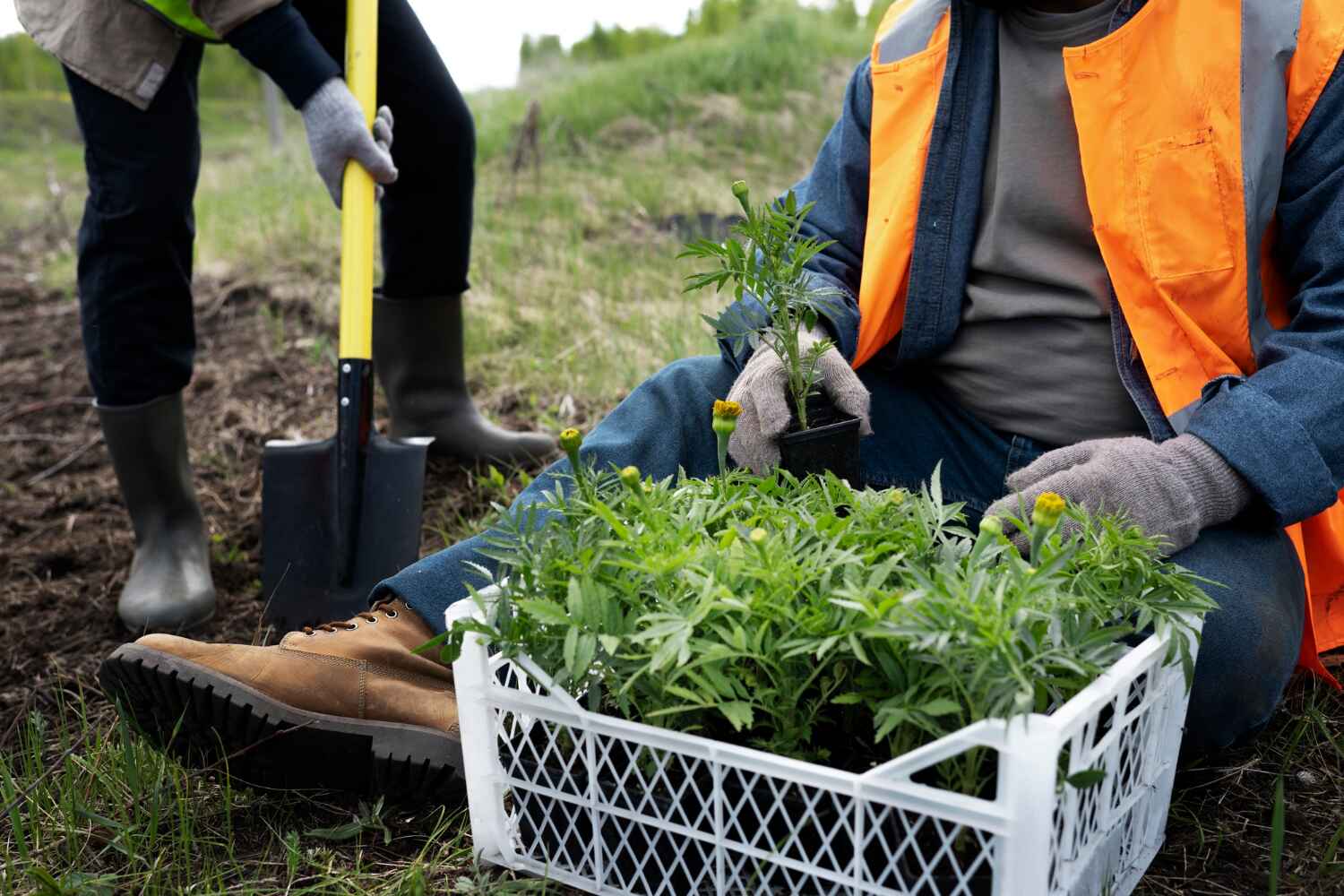 Professional Tree Service in Mojave, CA